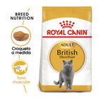 Royal Canin Adult British Shorthair ração para gatos, , large image number null
